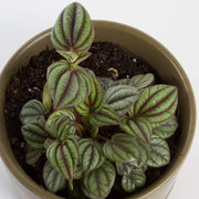 Urban Sprouts Plant 4" in nursery pot Peperomia 'Peacock'