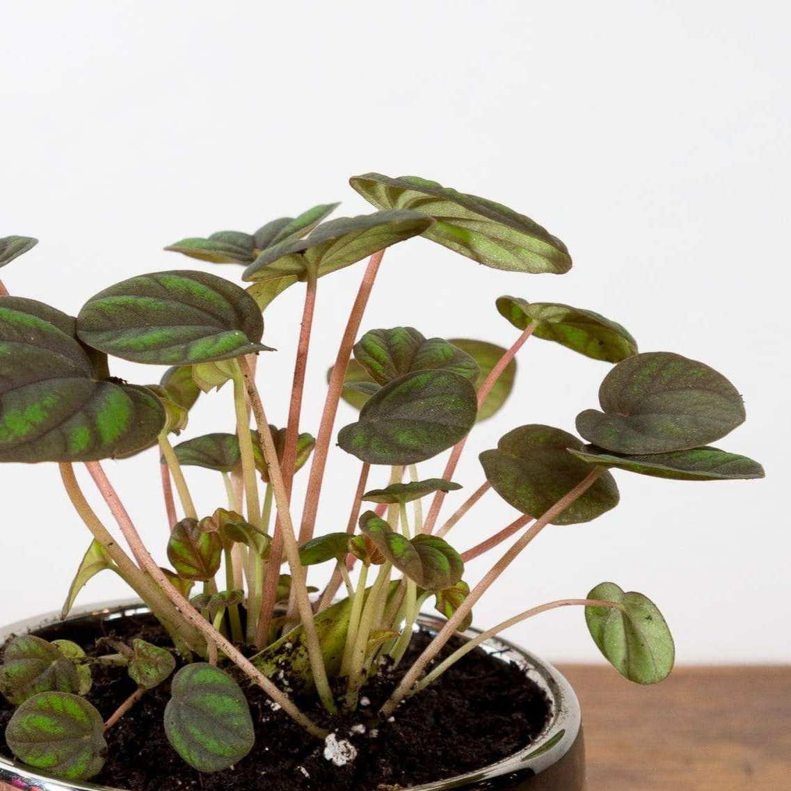Urban Sprouts Plant 4" in nursery pot Peperomia 'Peppermill'