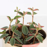 Urban Sprouts Plant Peperomia 'Red Log'