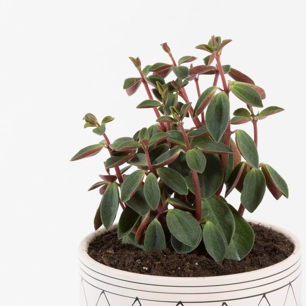 Urban Sprouts Plant 4" in nursery pot Peperomia 'Rubella'