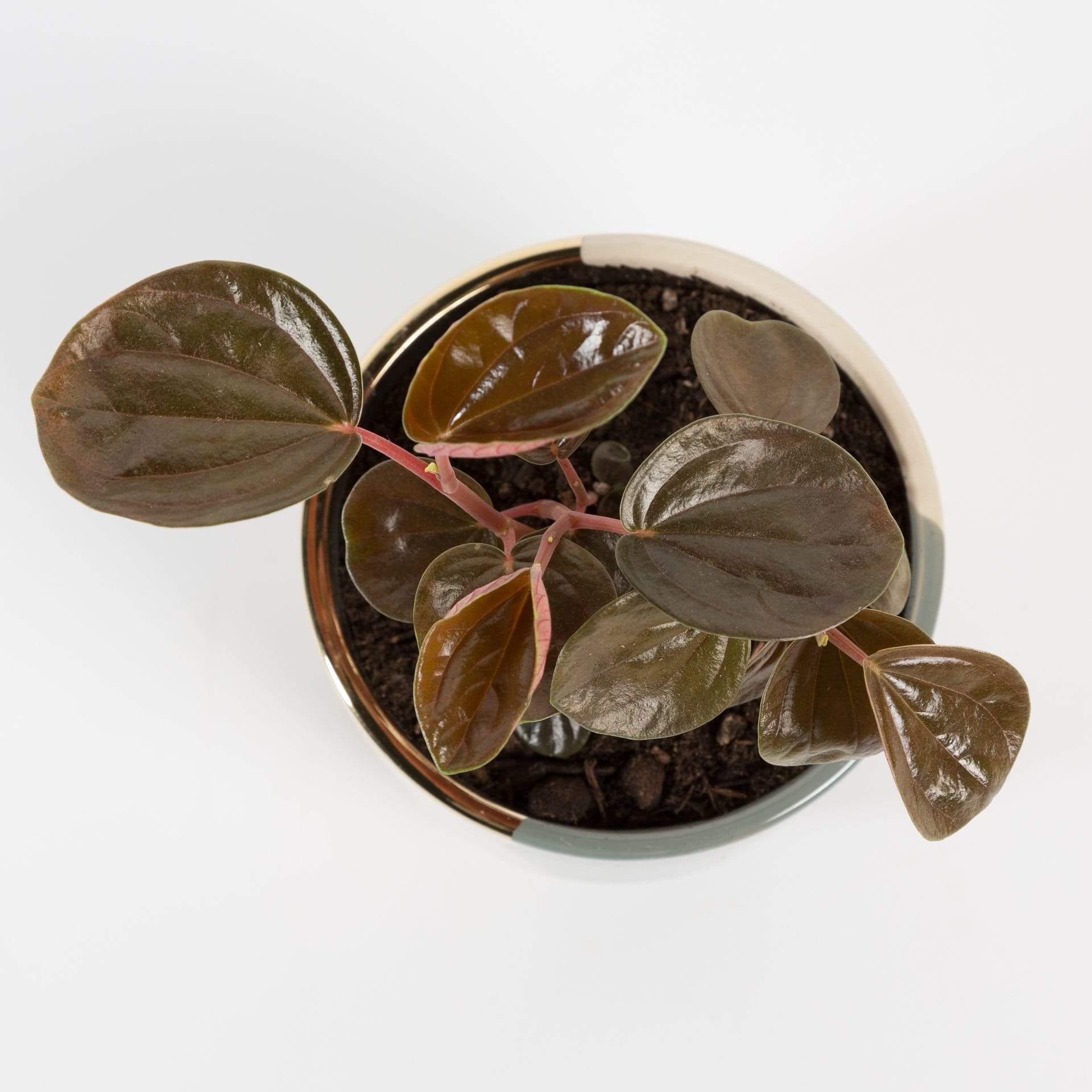 Urban Sprouts Plant 4" in nursery pot Peperomia 'Rugosa'