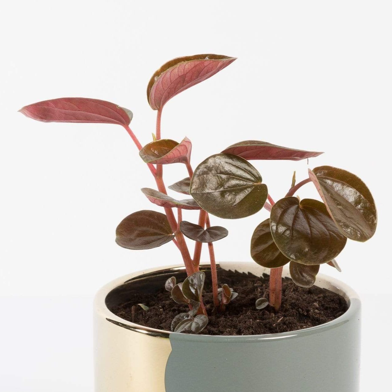 Urban Sprouts Plant 4" in nursery pot Peperomia 'Rugosa'