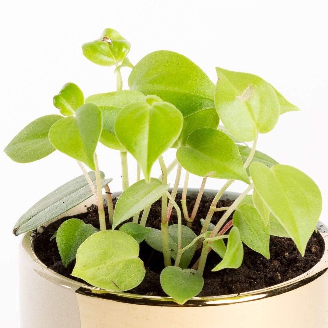 Urban Sprouts Plant Peperomia 'Scandens'