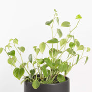 Urban Sprouts Plant Peperomia 'Scandens'
