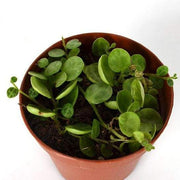 Urban Sprouts Plant Peperomia 'String of Turtles'