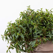 Peperomia 'Trinervula' - Urban Sprouts