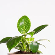 Urban Sprouts Rare Plant Philodendron 'Birkin'