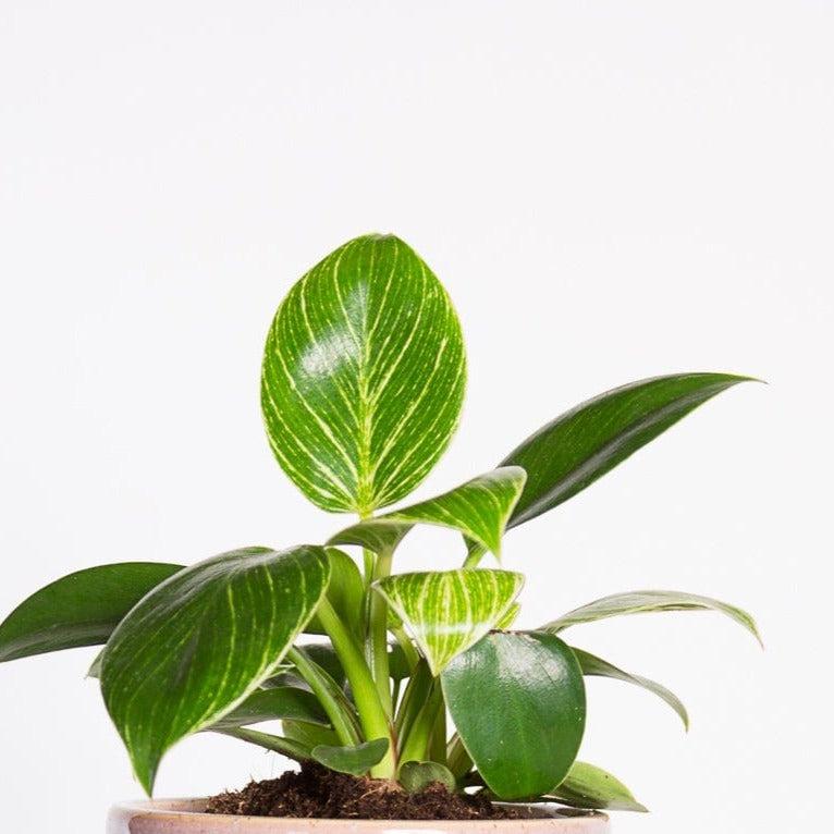 Urban Sprouts Rare Plant Philodendron 'Birkin'