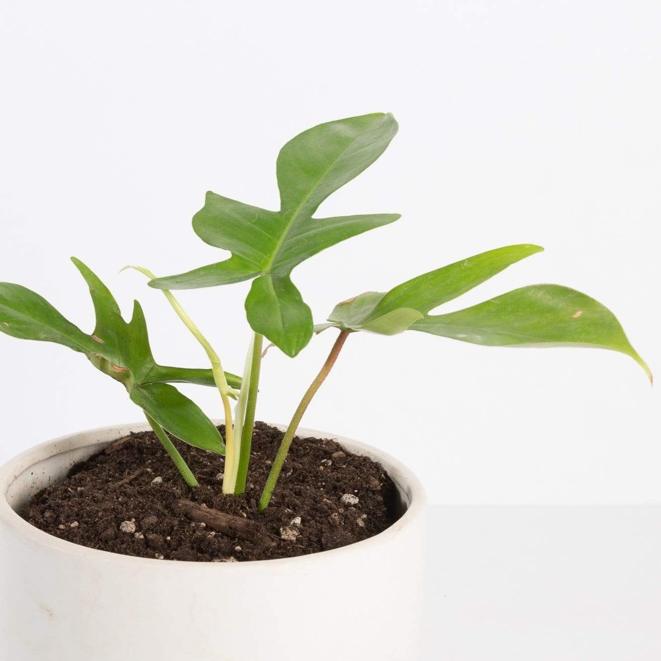 Urban Sprouts Rare Plant Philodendron 'Florida Green'