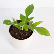 Urban Sprouts Rare Plant Philodendron 'Florida Green'