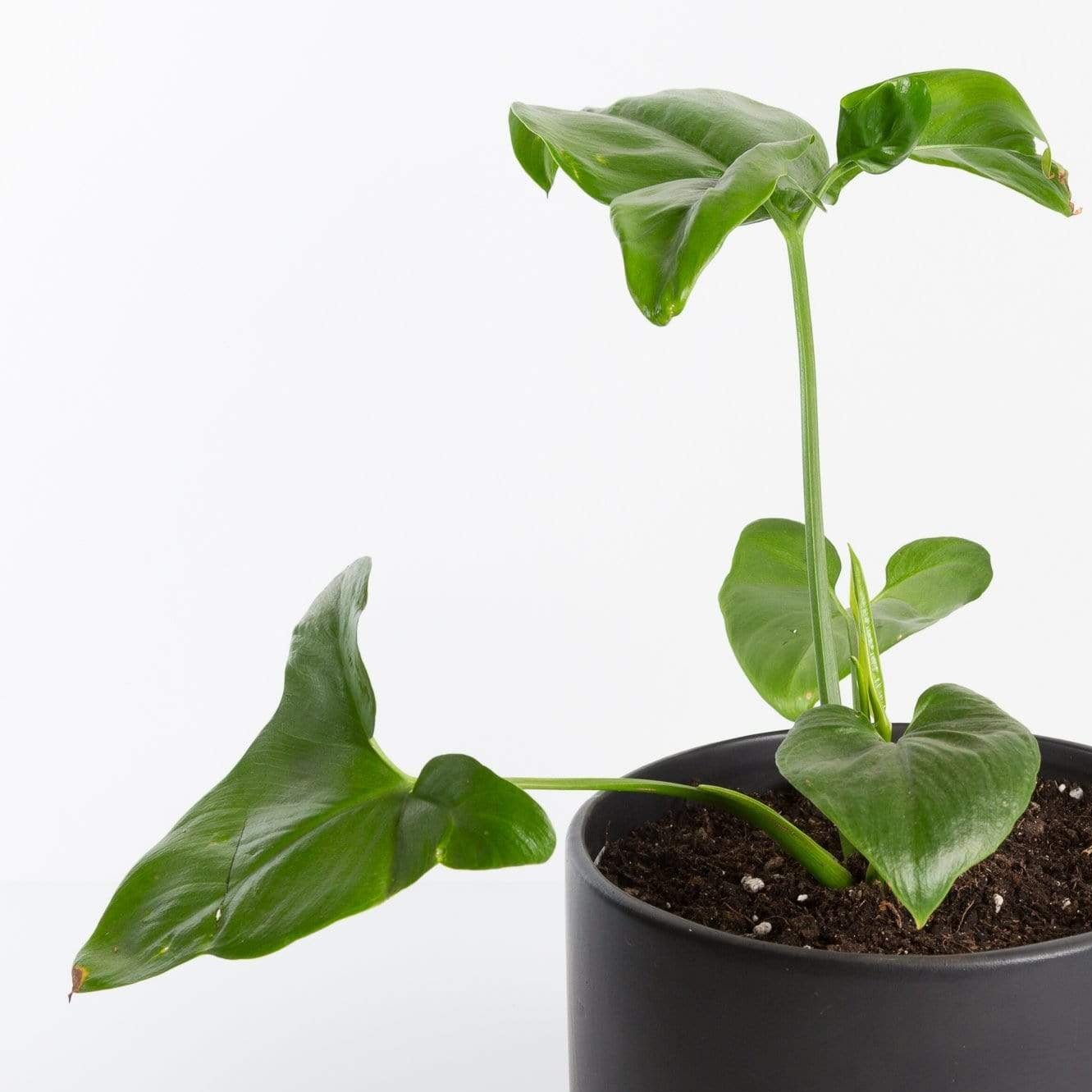philodendron fun bun care Philodendron 'Fun Bun' 6" in nursery pot
