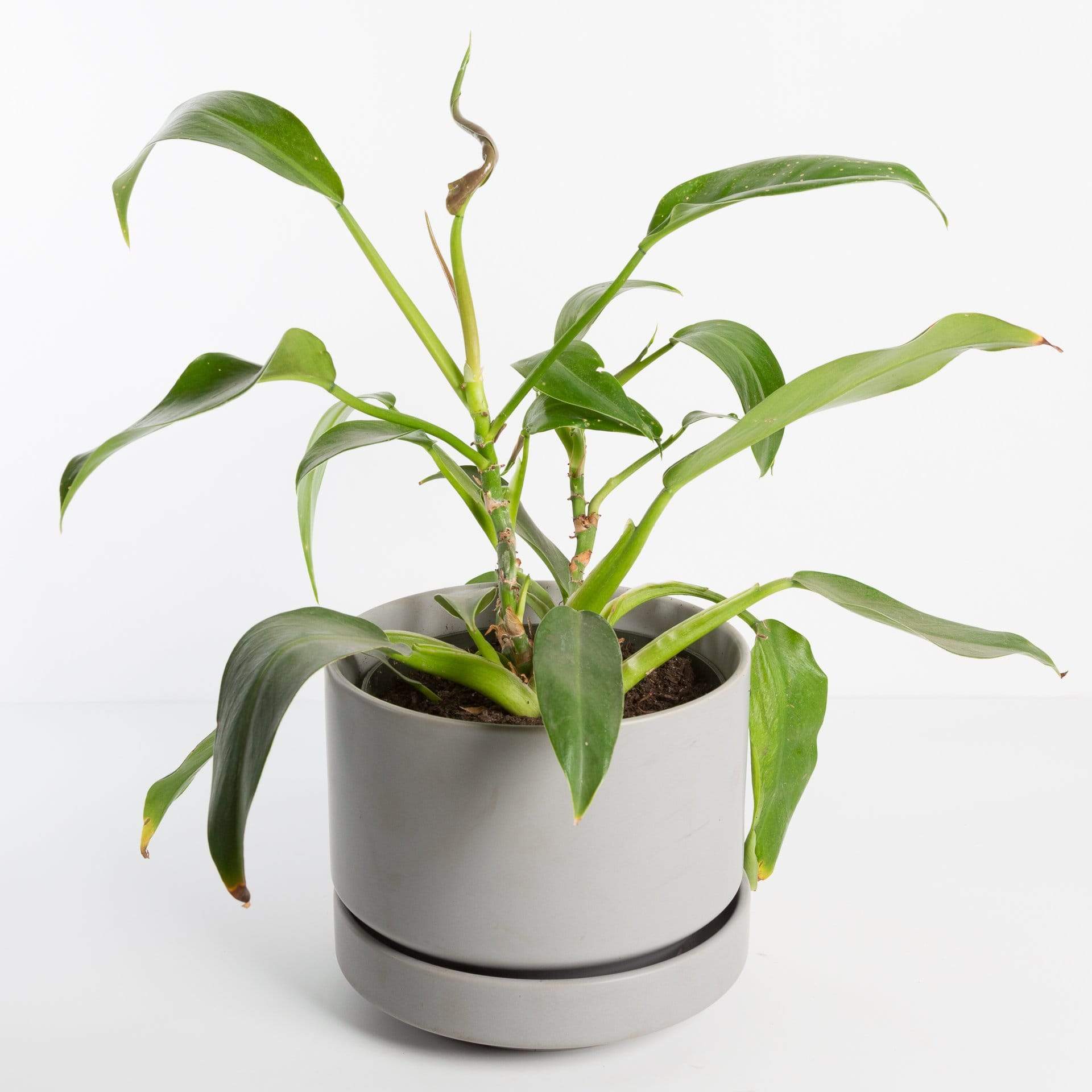 little philodendron Philodendron 'Little Phil' 6" – Urban Sprouts