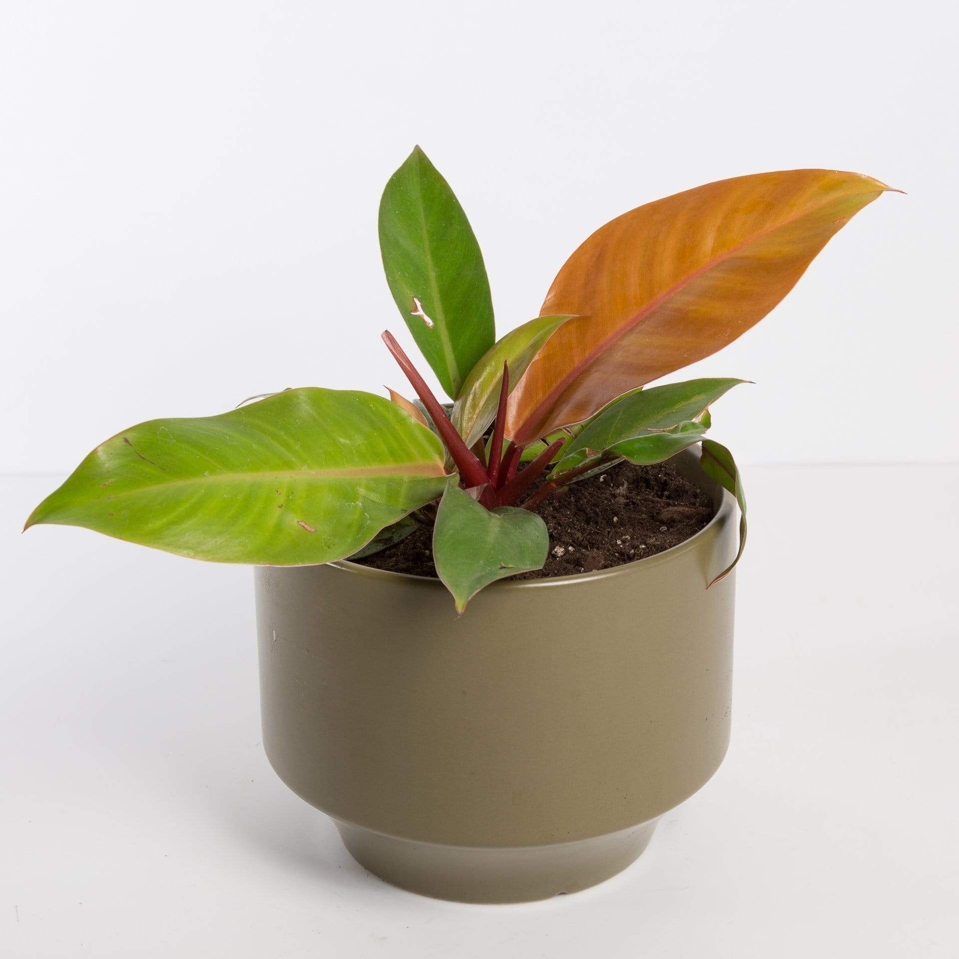 philodendron prince of orange small Philodendron 'Prince of Orange' 4" XL