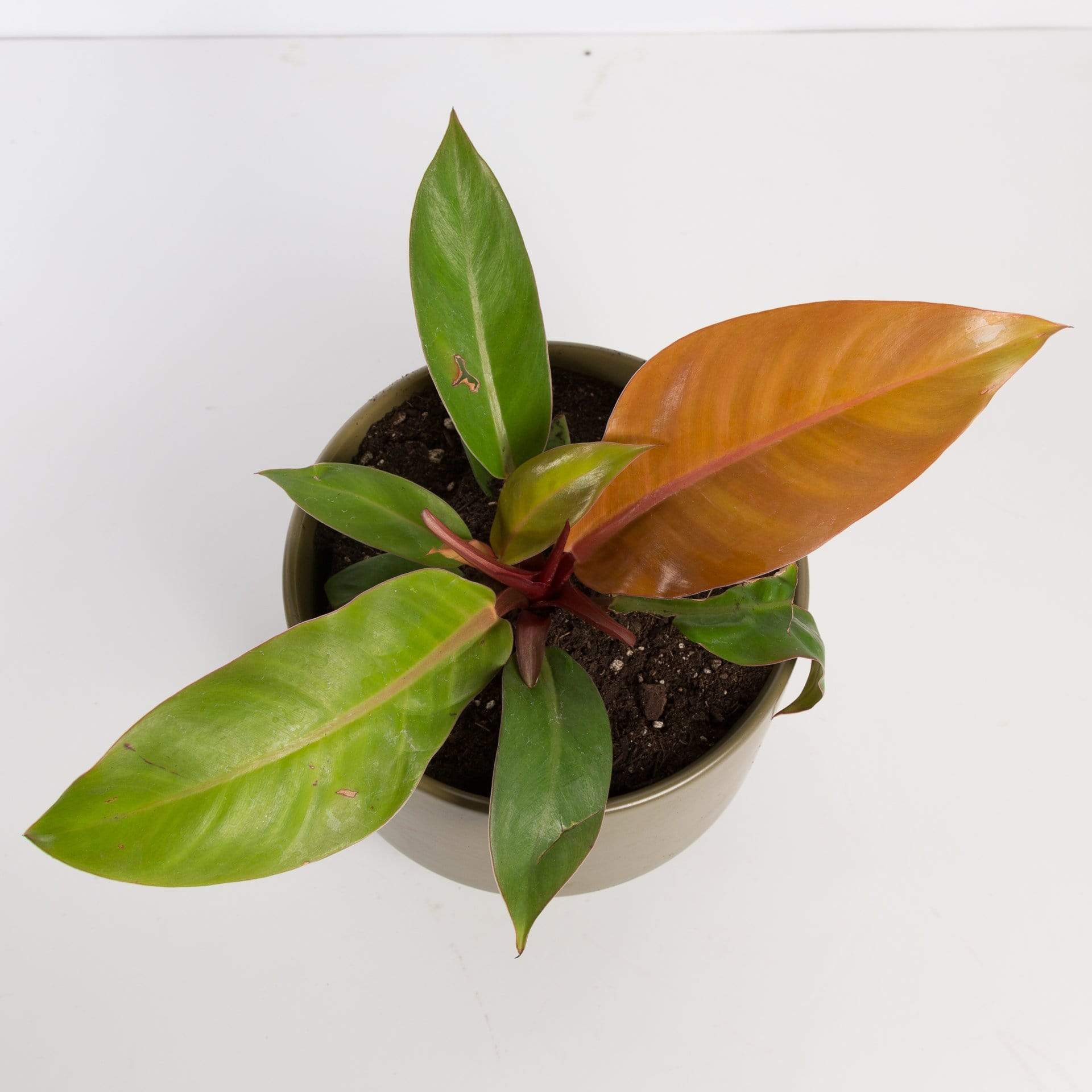 king orange philodendron Philodendron 'Prince of Orange' 4" XL