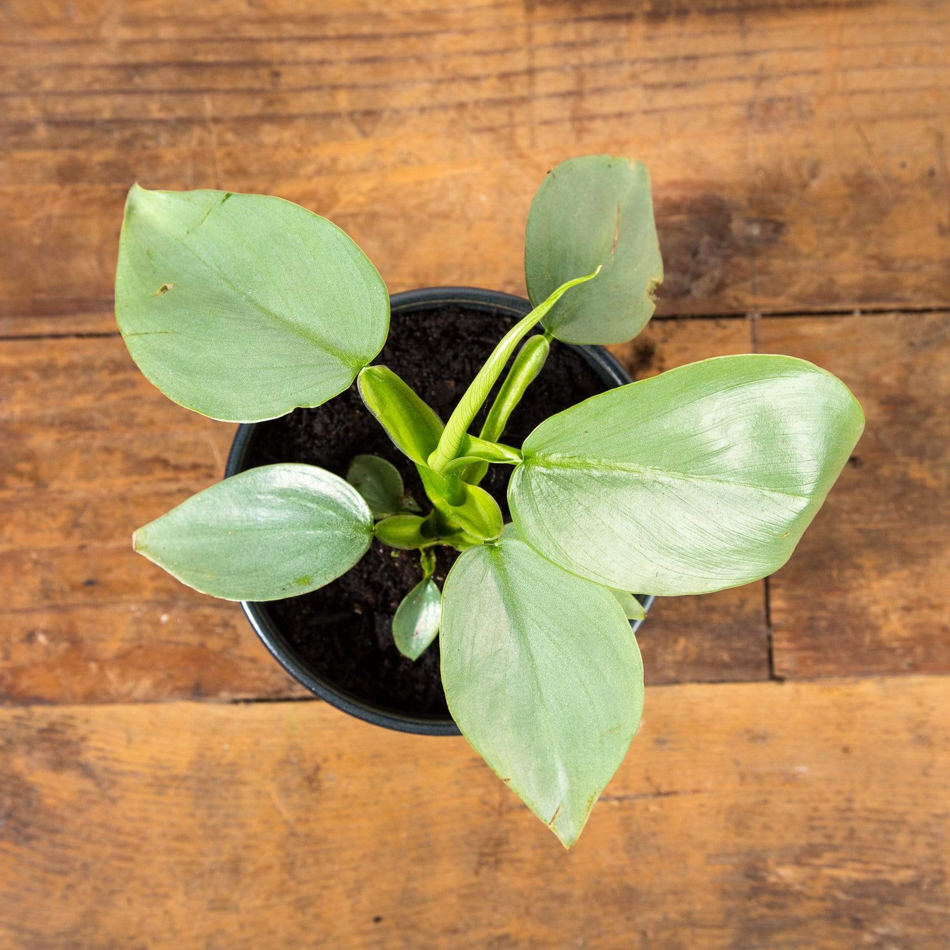 Philodendron 'Silver Sword' 4" - Urban Sprouts