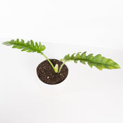 Urban Sprouts Plant 6" in nursery pot Philodendron 'Tiger Tooth'