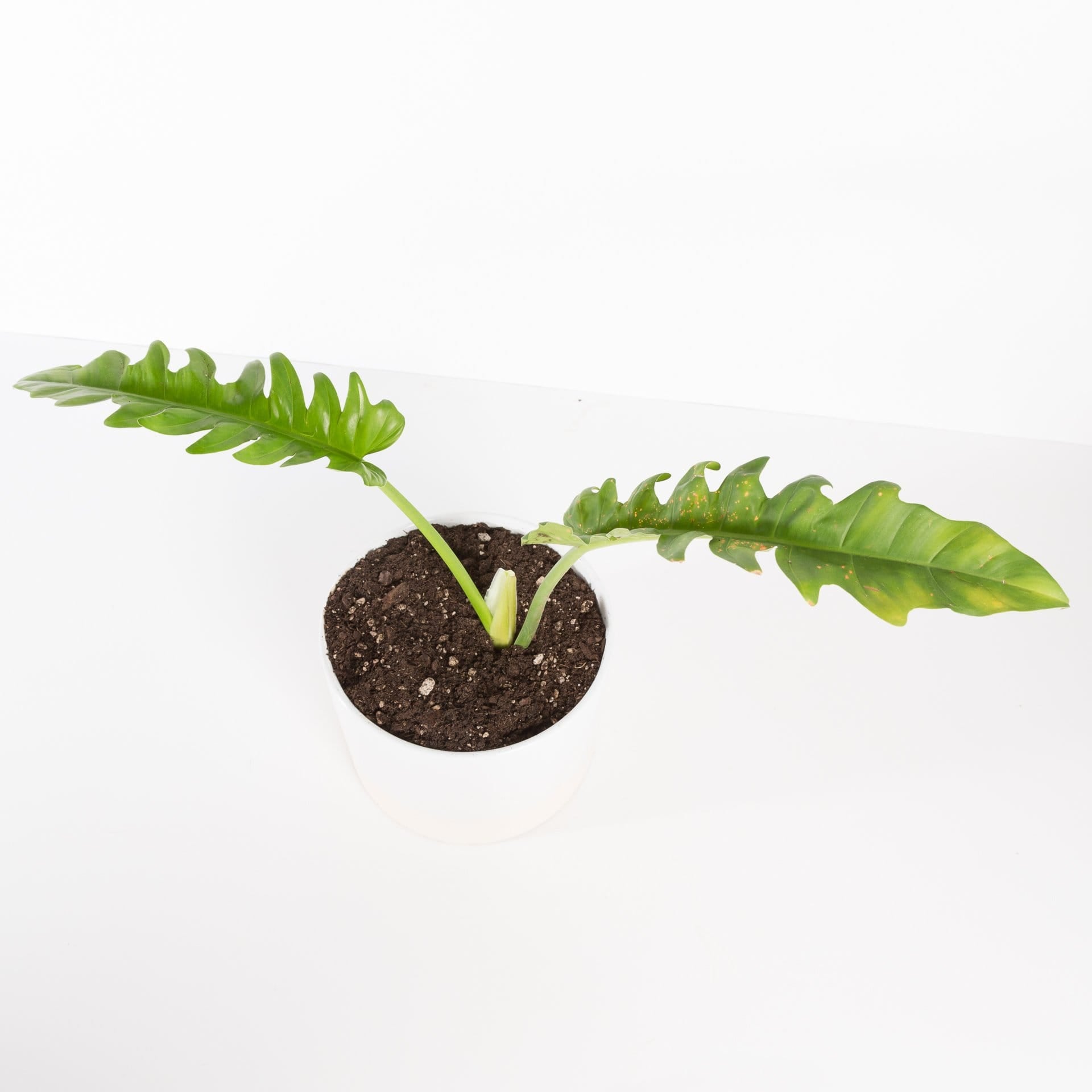 Urban Sprouts Plant 6" in nursery pot Philodendron 'Tiger Tooth'