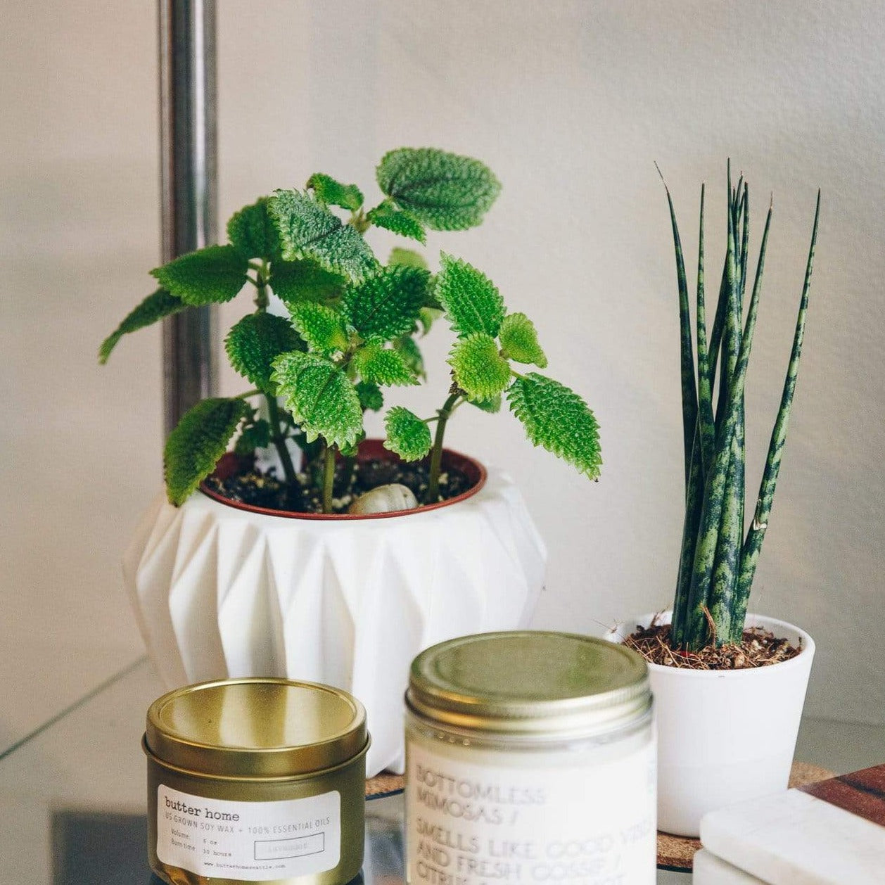 Urban Sprouts Plant Pilea 'Friendship Plant - Moon Valley'