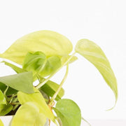 Urban Sprouts Plant Pothos 'Lemon Lime'