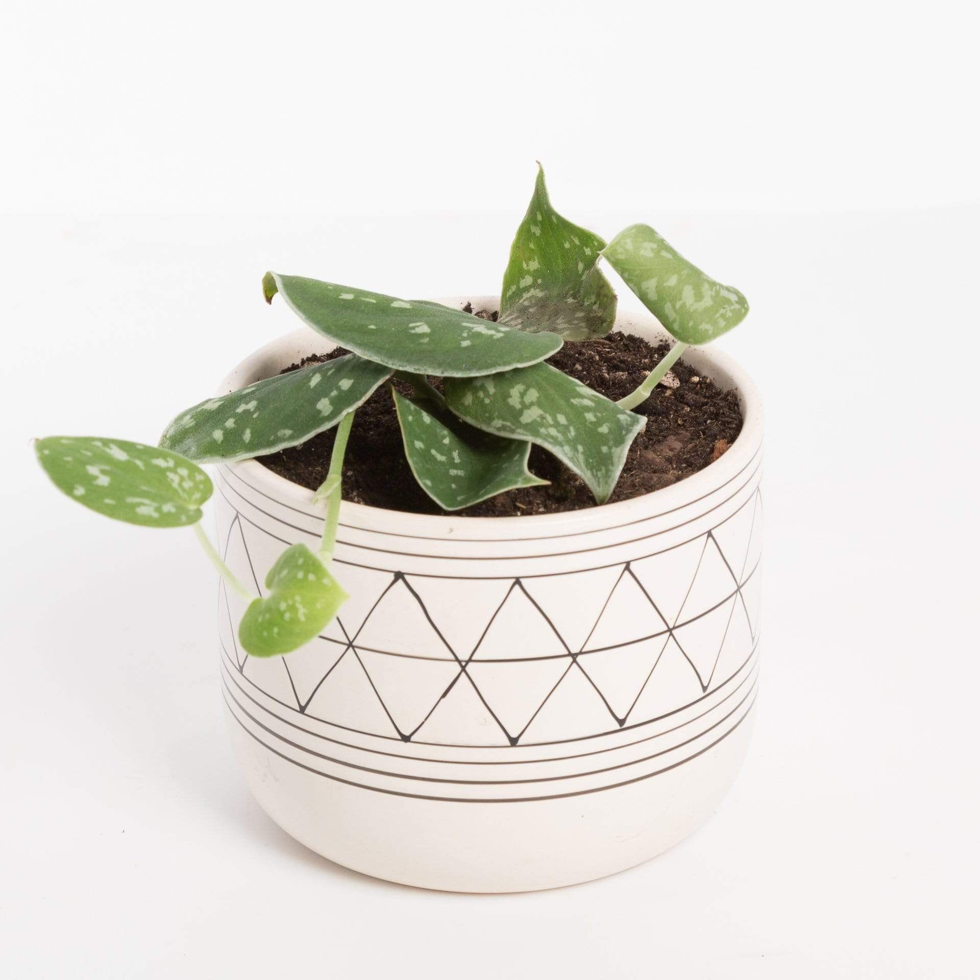 Urban Sprouts Plant Pothos 'Satin'