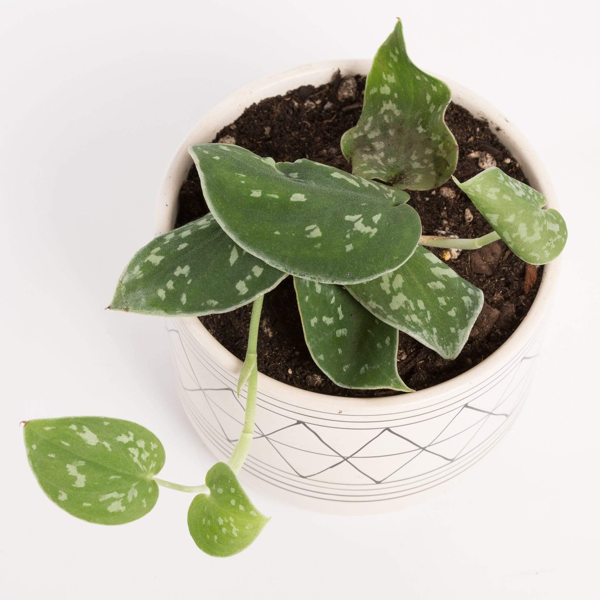 Urban Sprouts Plant Pothos 'Satin'