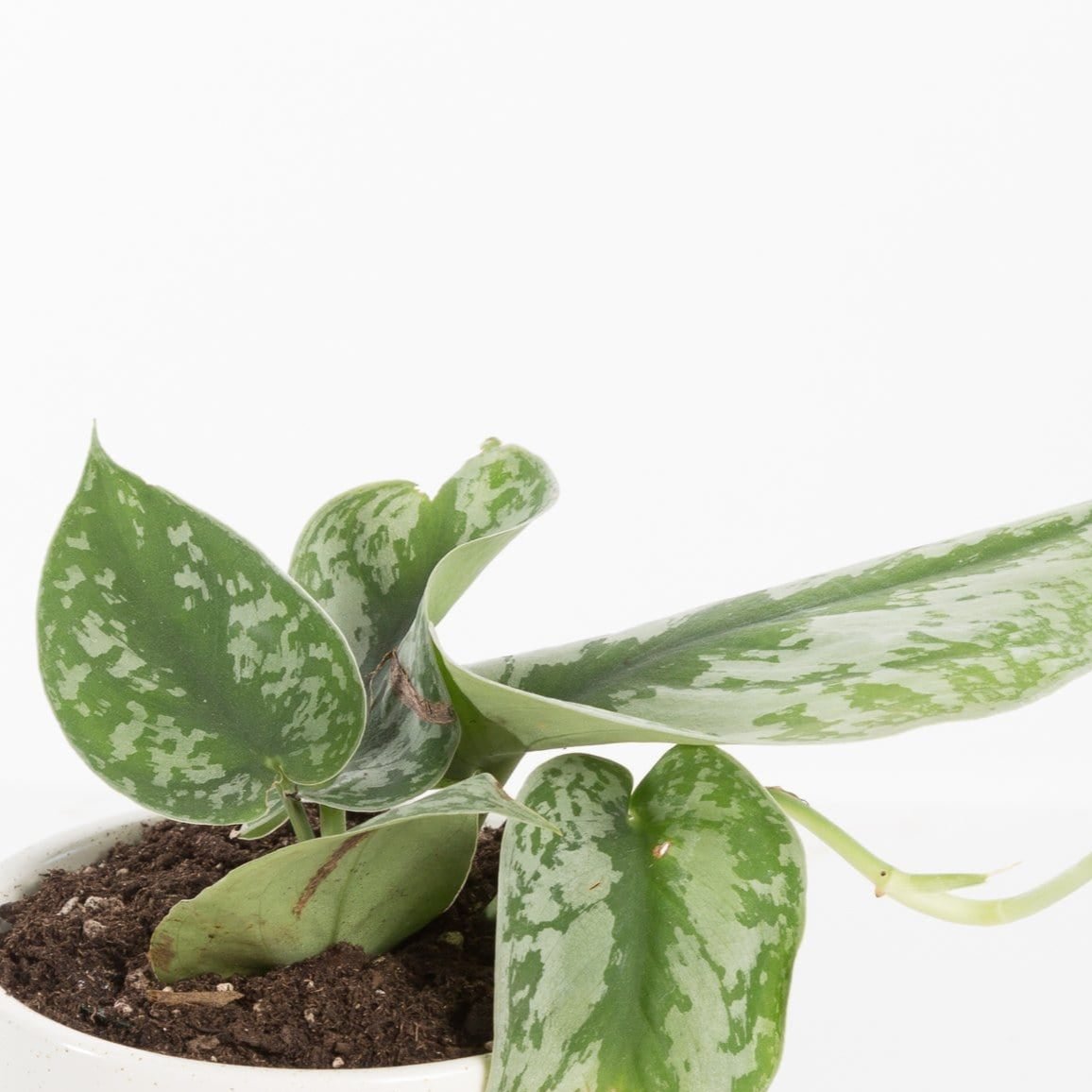 silver exotica pothos Pothos 'Silver