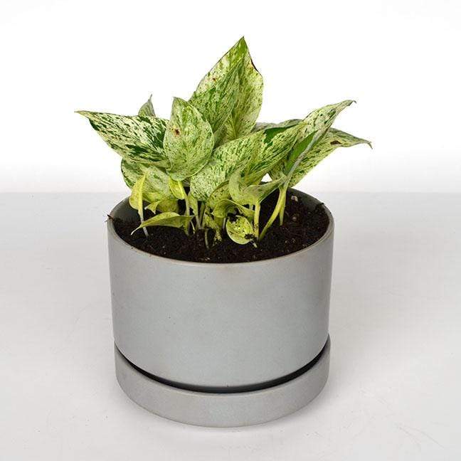snow queen indoor plant Pothos 'Snow Queen' 6"