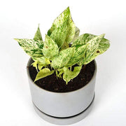 Urban Sprouts Plant Pothos 'Snow Queen'
