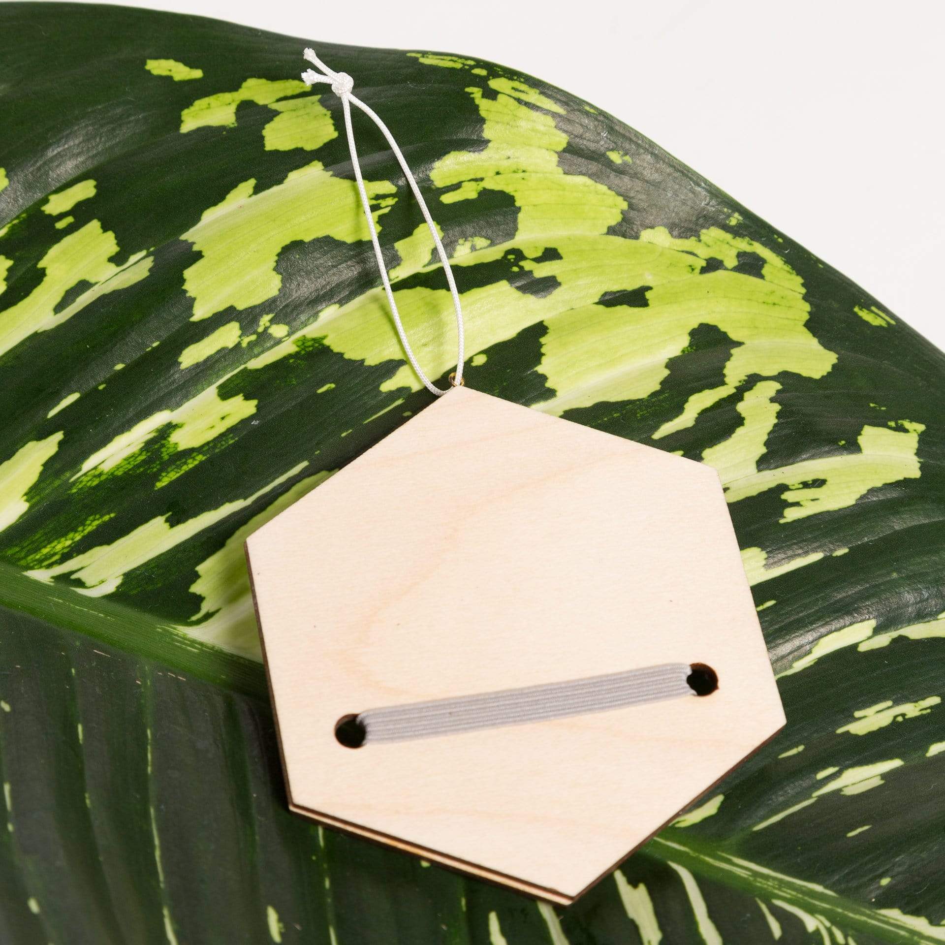 Urban Sprouts Production Pot Grey / Pine / Hexagon Seatbelt Plaque Air Plant Holder