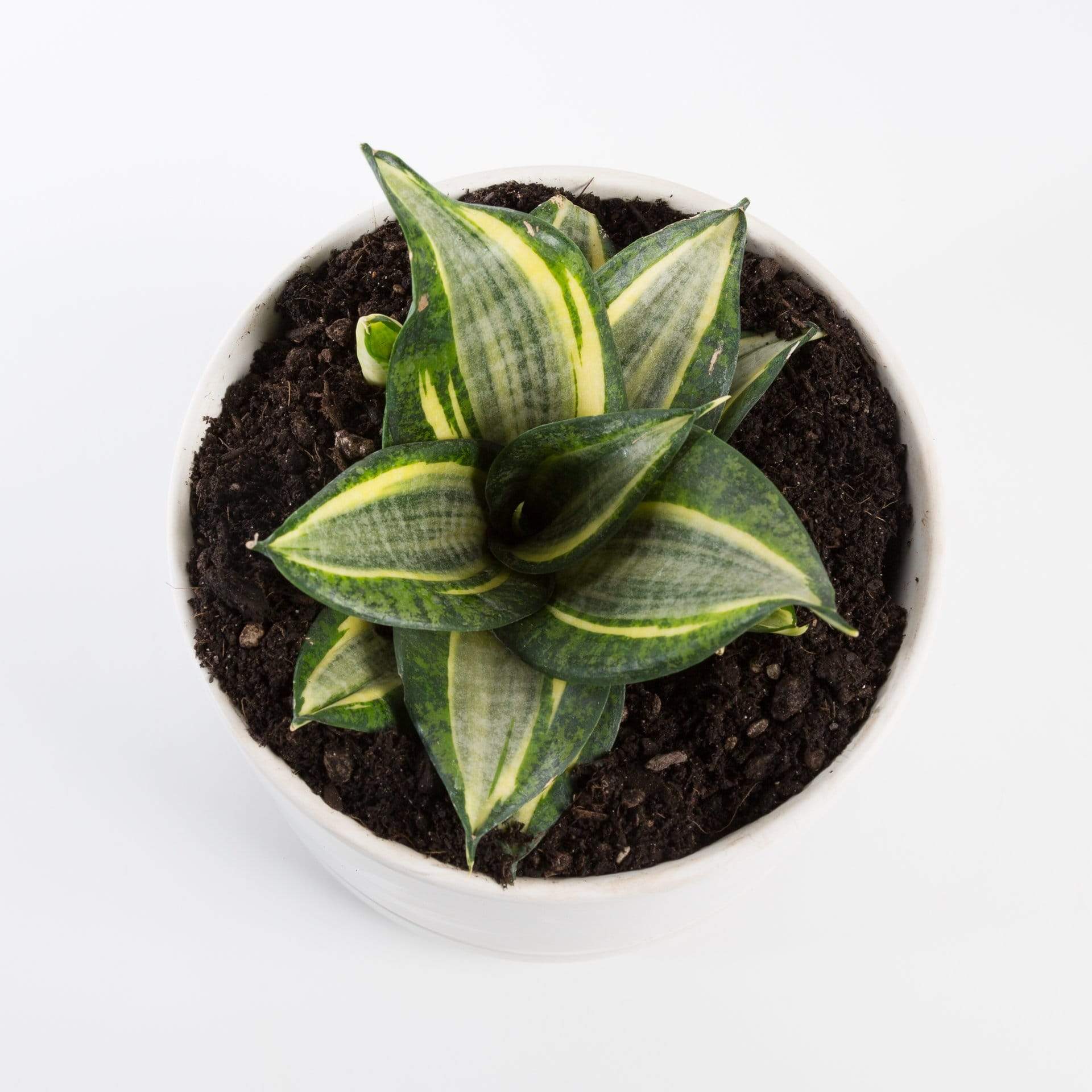 Urban Sprouts Plant 6" in nursery pot Snake Plant 'Birds Nest - Golden Hahnii'