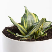 Urban Sprouts Plant 6" in nursery pot Snake Plant 'Birds Nest - Golden Hahnii'