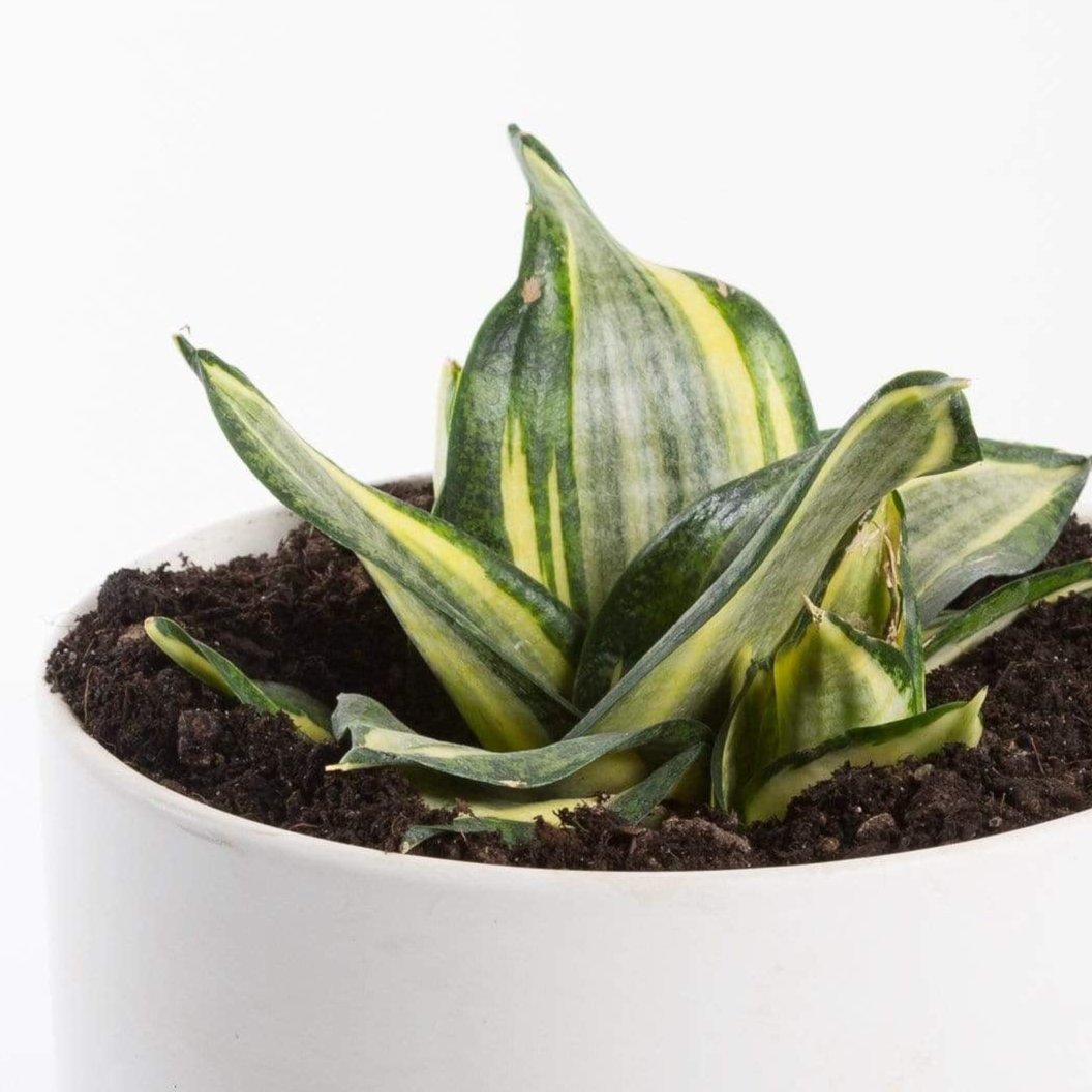Urban Sprouts Plant 6" in nursery pot Snake Plant 'Birds Nest - Golden Hahnii'