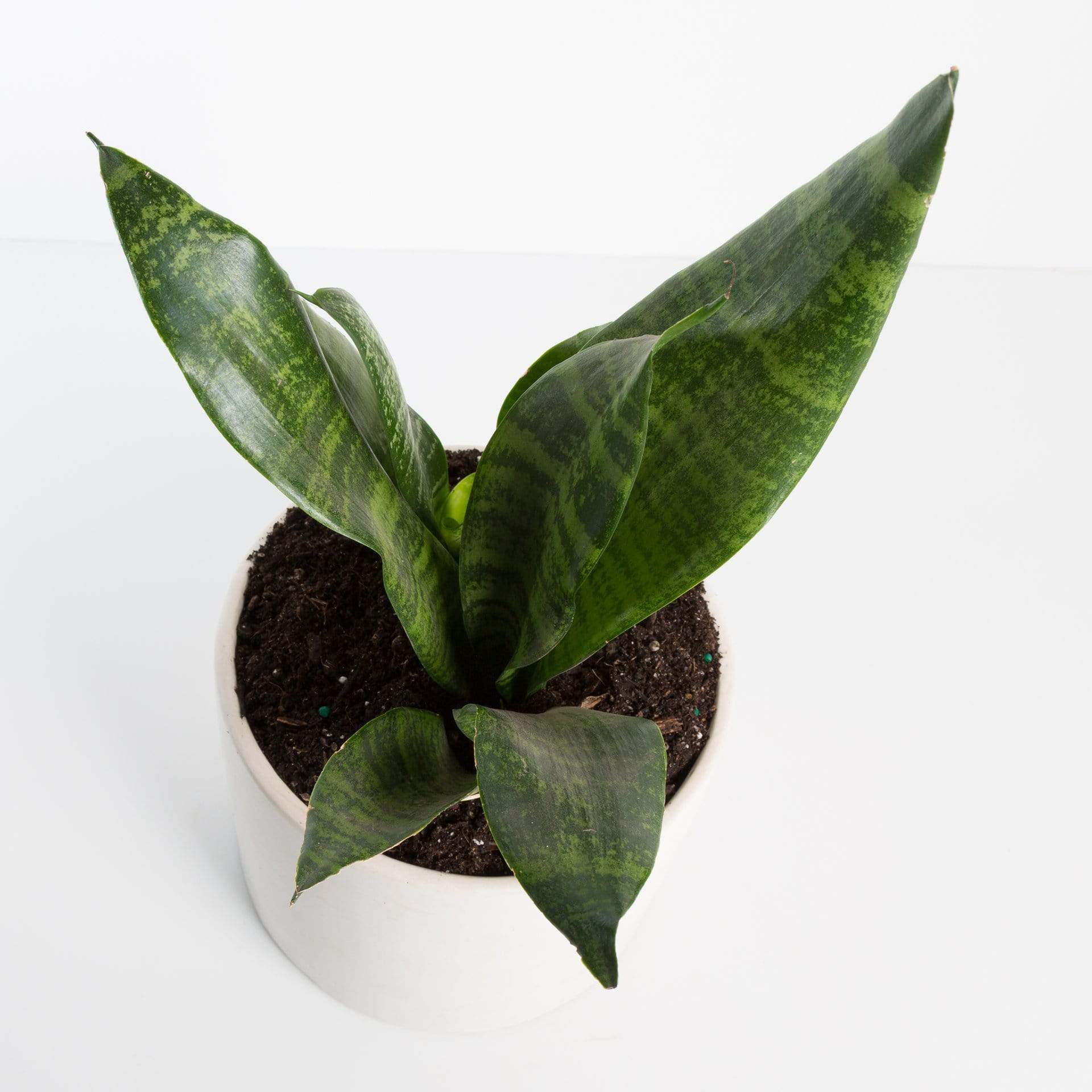 Urban Sprouts Plant Snake Plant 'Robusta'