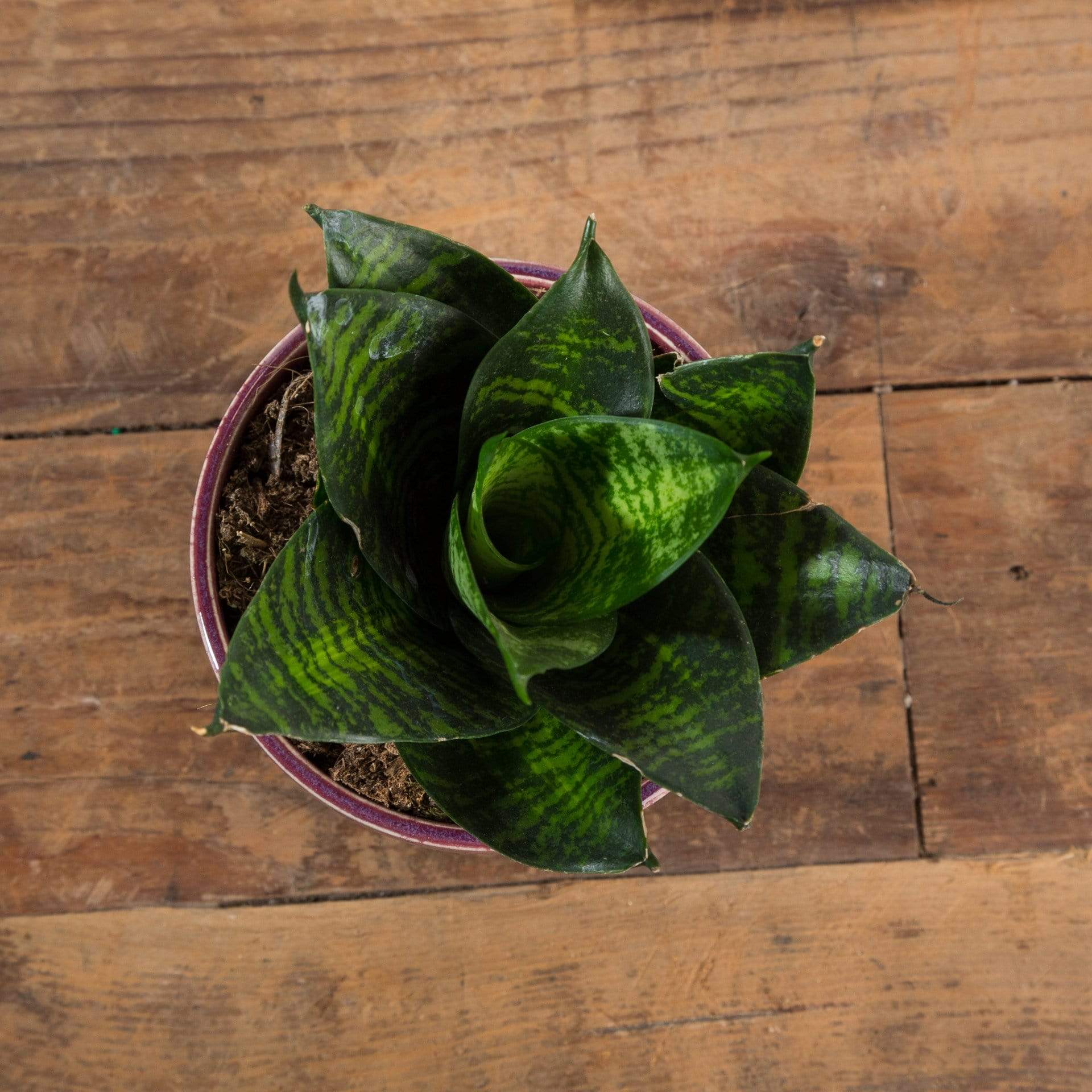 Snake Plant 'Tiger Star' - Urban Sprouts