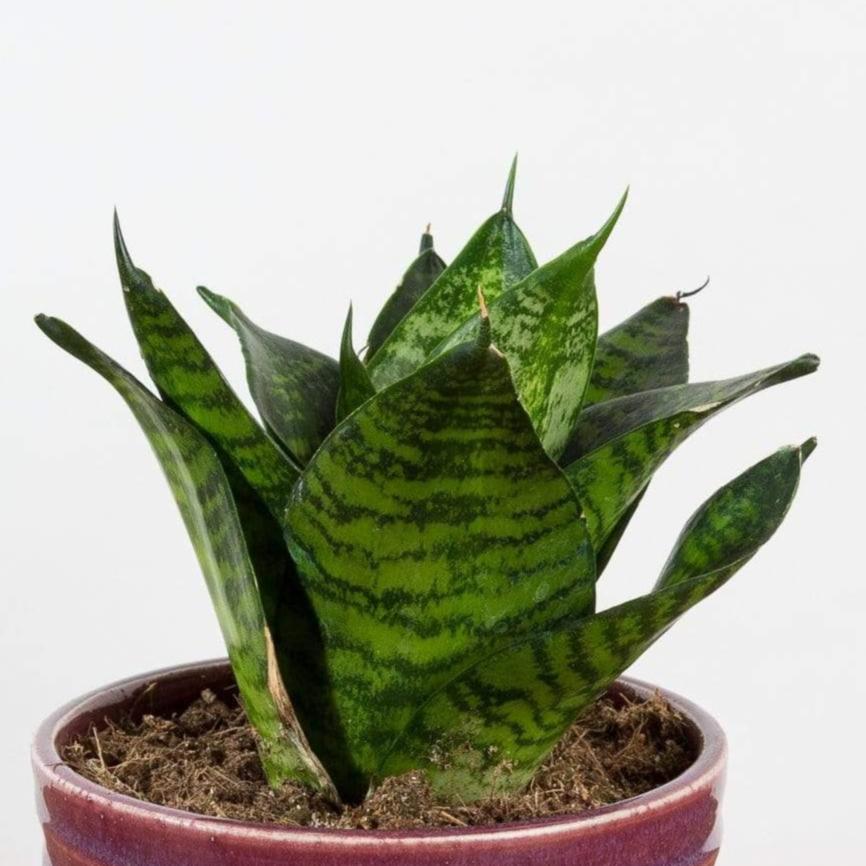 Snake Plant 'Tiger Star' - Urban Sprouts