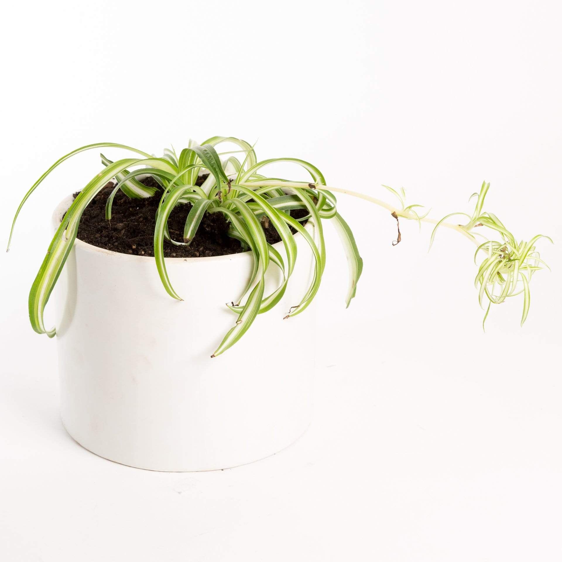 Urban Sprouts Plant Spider Plant 'Curly - Variegated'