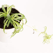 Urban Sprouts Plant Spider Plant 'Curly - Variegated'