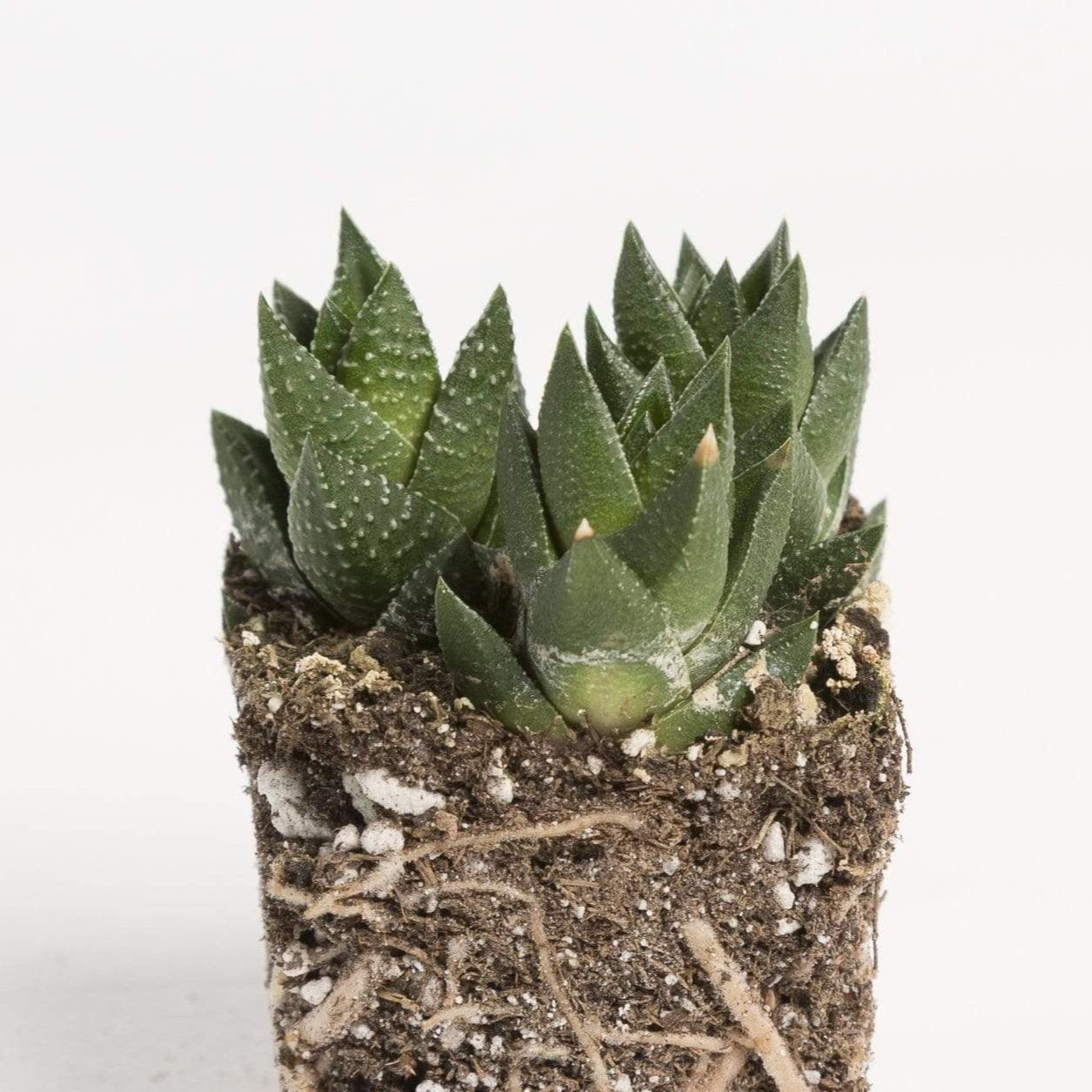 Haworthia 'Coarctata' - Urban Sprouts