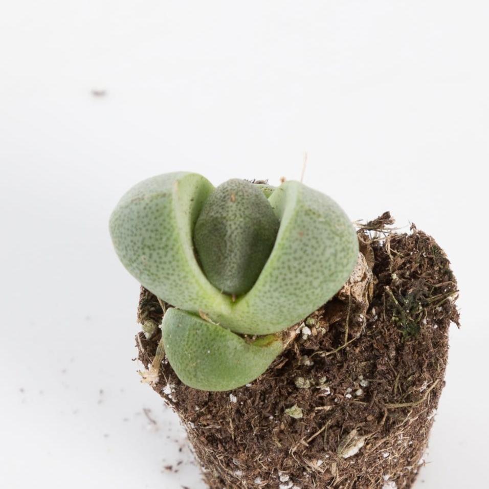 split plant pots Succulent 'Split Rock' 2"