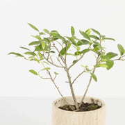 Bonsai 'Yaupon Holly' - Urban Sprouts