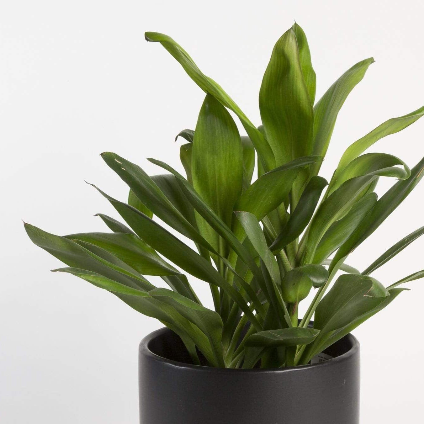 ti plant indoors Ti Plant 'Green' 6" – Urban Sprouts