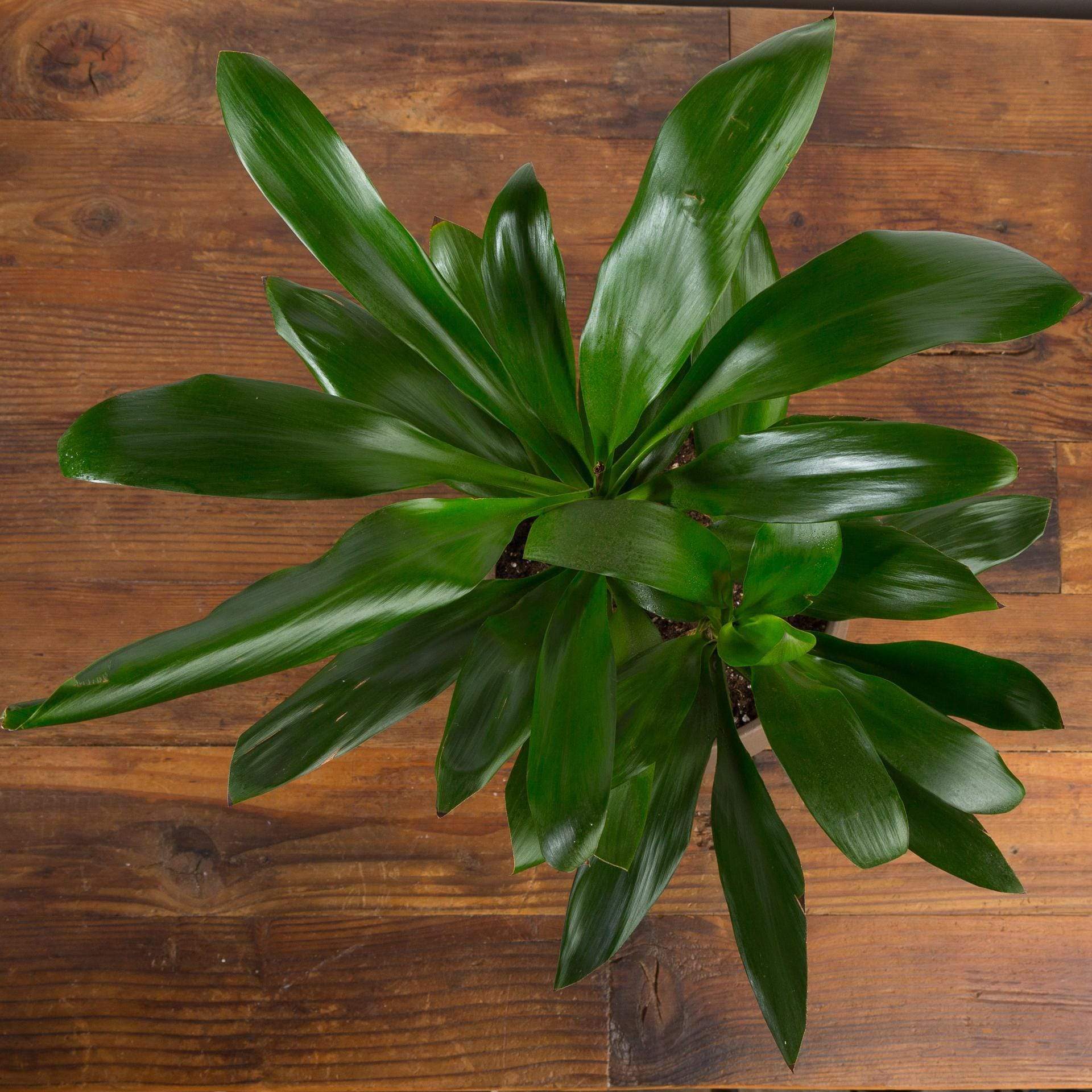 lily palm plant Ti Plant 'Palm Lily' 6"