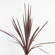 Ti Plant 'Red Sensation' - Urban Sprouts