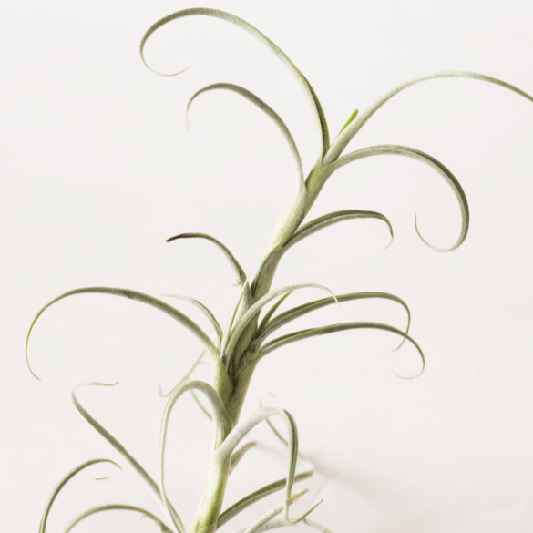 Tillandsia 'Crocata Giant' - Urban Sprouts