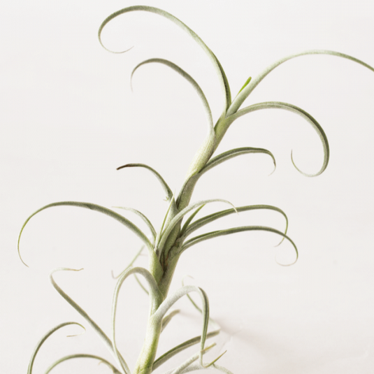 Tillandsia crocata orange