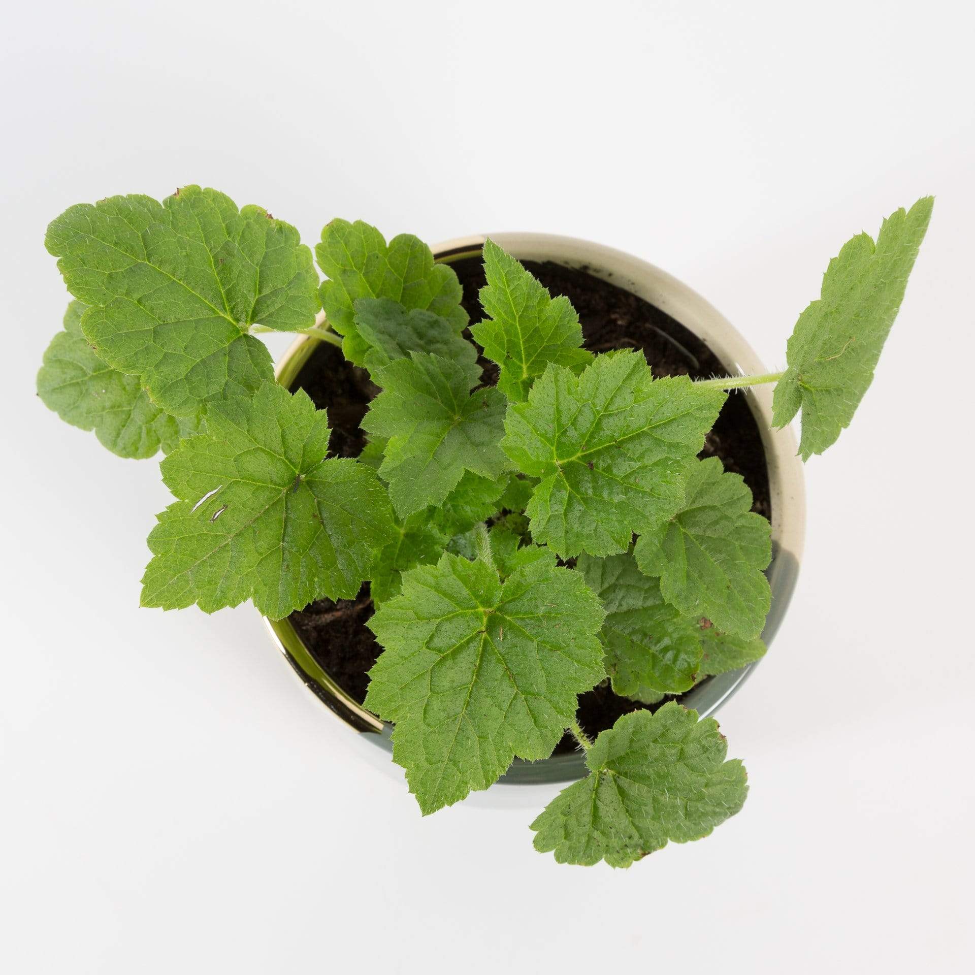 Cascade Plant 4" in nursery pot Tolmiea 'Piggyback' Plant