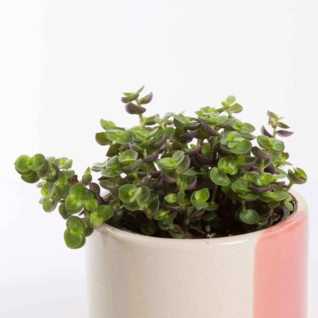 creeping inch plant indoor Turtle Vine 'Creeping Inch Plant' 4"