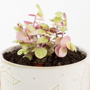 Urban Sprouts Plant Turtle Vine 'Creeping Inch Plant - Pink Lady'