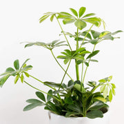 Umbrella Plant 'Gold Capella' - Urban Sprouts