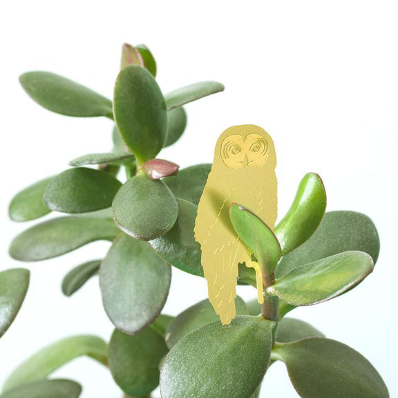Another Studio for Design Ltd Plant Accessories Owl Foliage Friends